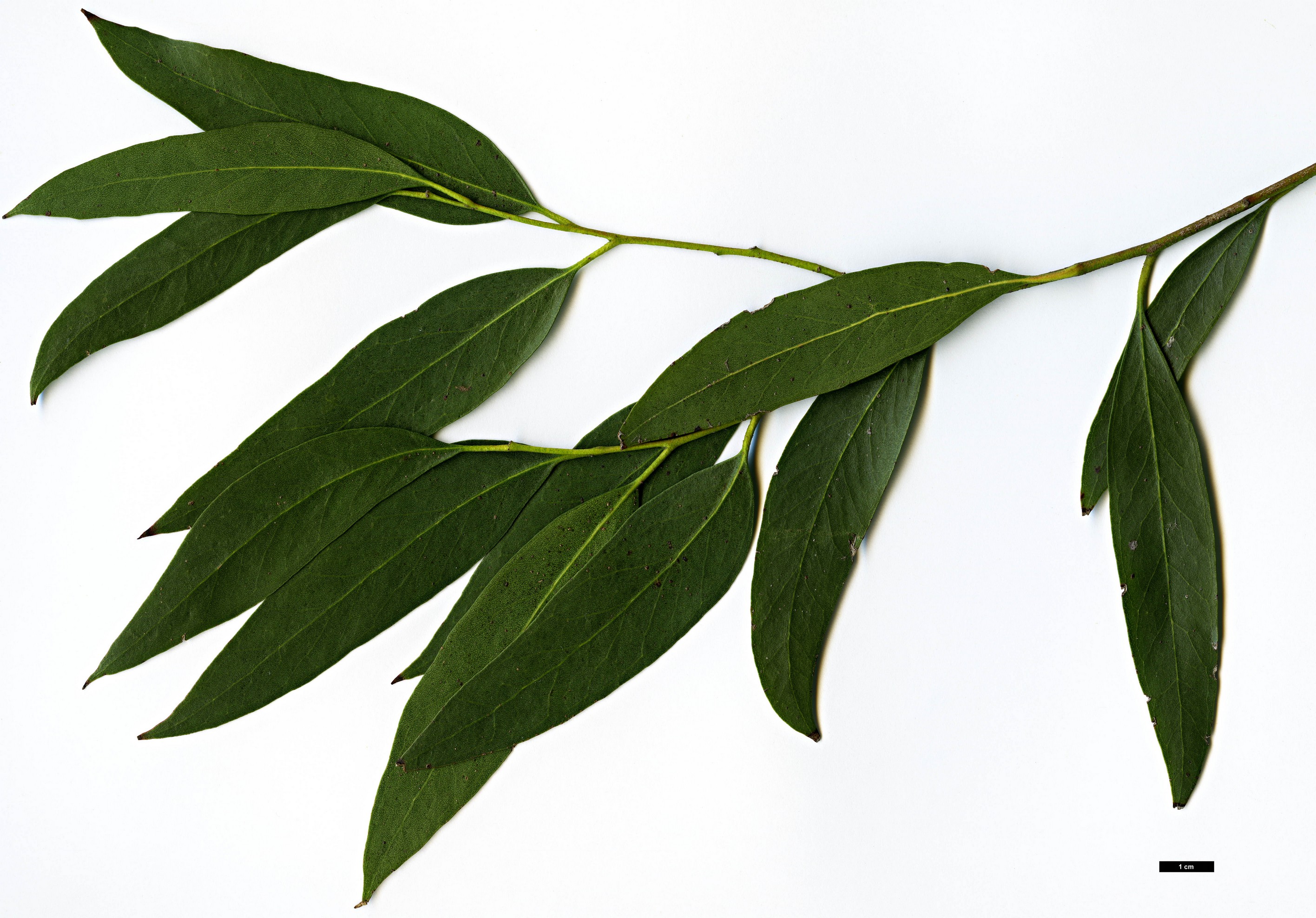 High resolution image: Family: Myrtaceae - Genus: Eucalyptus - Taxon: amygdalina × E.pauciflora